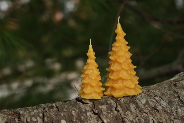 Seasonal Evergreen Candle