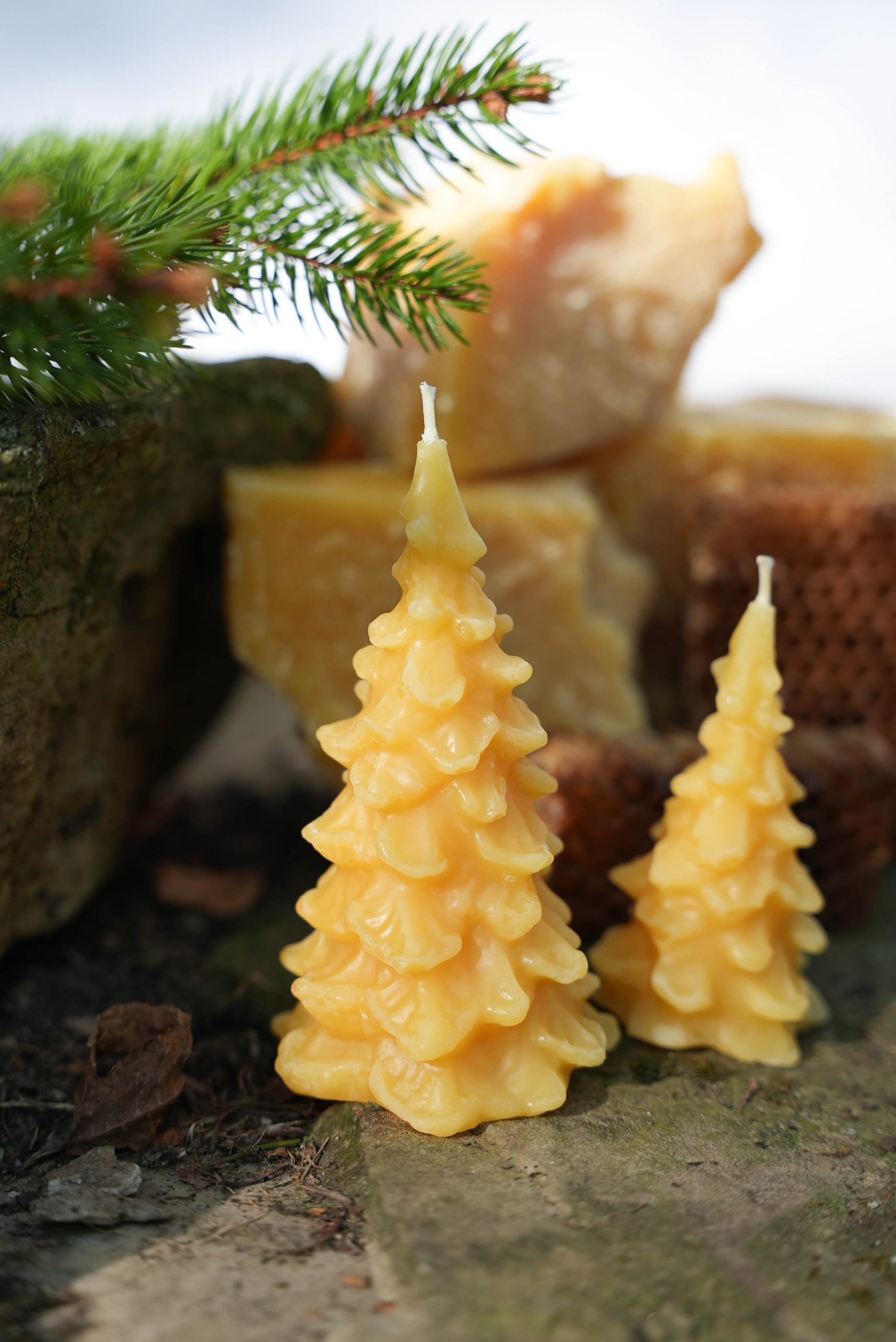 Seasonal Evergreen Candle